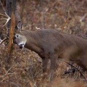 Deer hunting in groesbeck texas