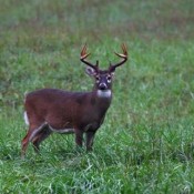 Texas white tailed deer habits