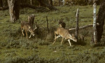 South texas whitetail rut 2012