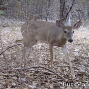 Anderson county texas deer season