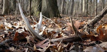 hunting shed antler deer whitetail buck tips fall