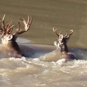 Deer hunting bowie texas