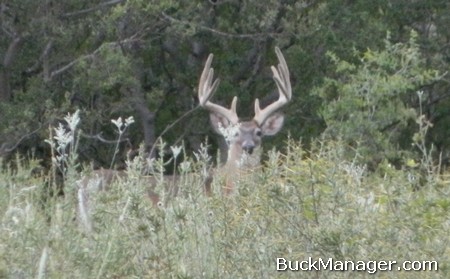 How To Increase Antler Growth And Size In Bucks: 5 Ways