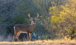 Deer hunting season central texas