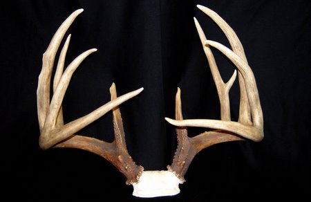 deer buck antlers