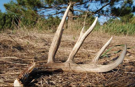It's Almost Shed Antler Time: Here Are Some Tips to Track Them Down