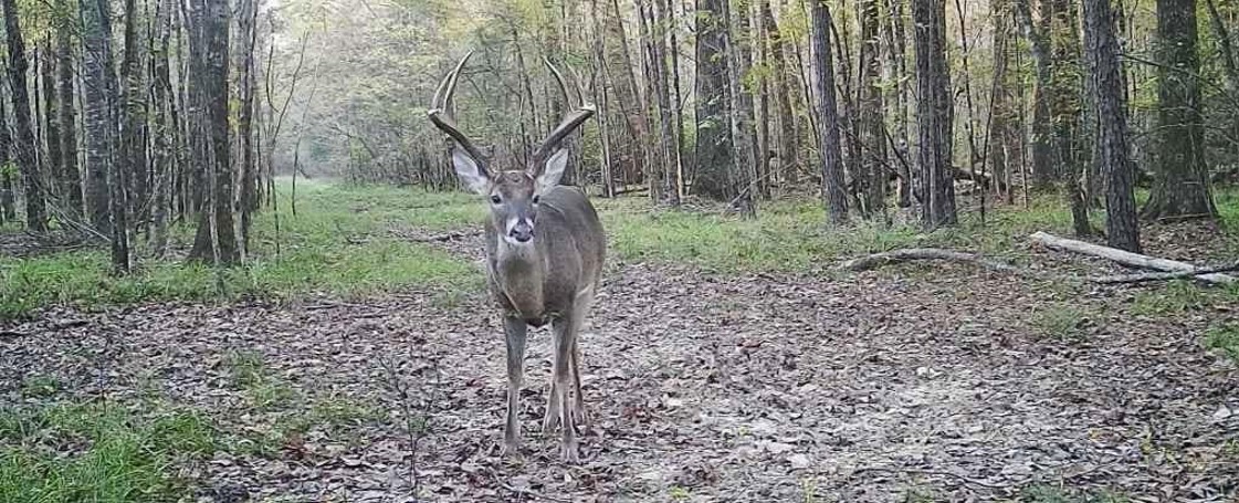 Hunting Post Rut Whitetail Deer in the Late Season