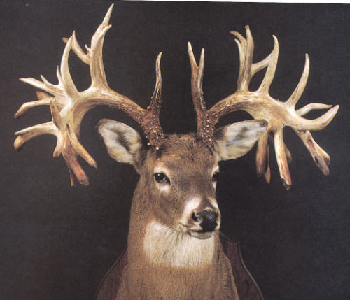 Missouri Monarch The World Record Non Typical Whitetail Buck