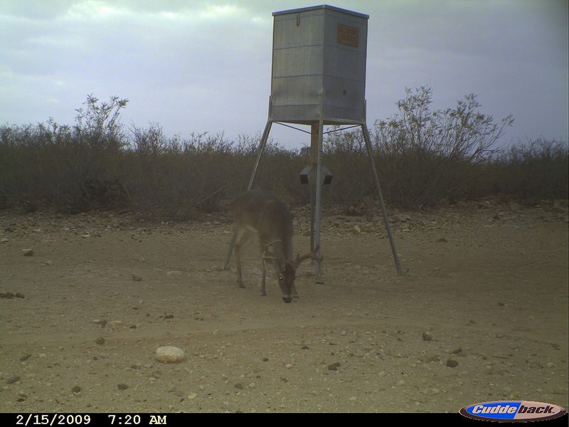 Mountain Lion with Whitetail Buck