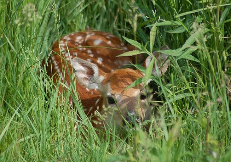Watch Out for “Abandoned” Fawns
