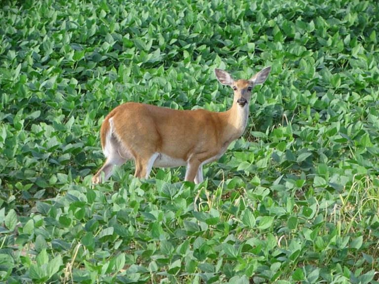 Roasted Soybeans for Deer Supplemental Feed for Deer