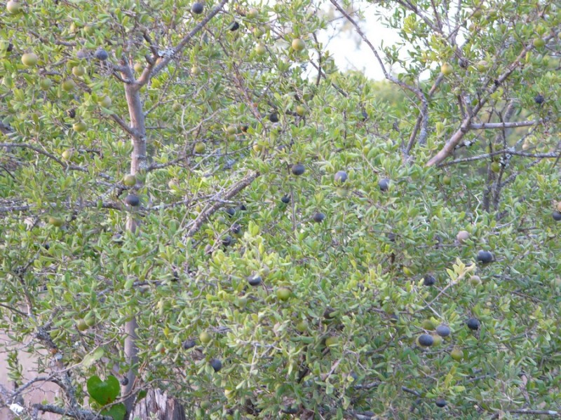 Texas Persimmon: Not a good browse plant, but deer love the fruit!