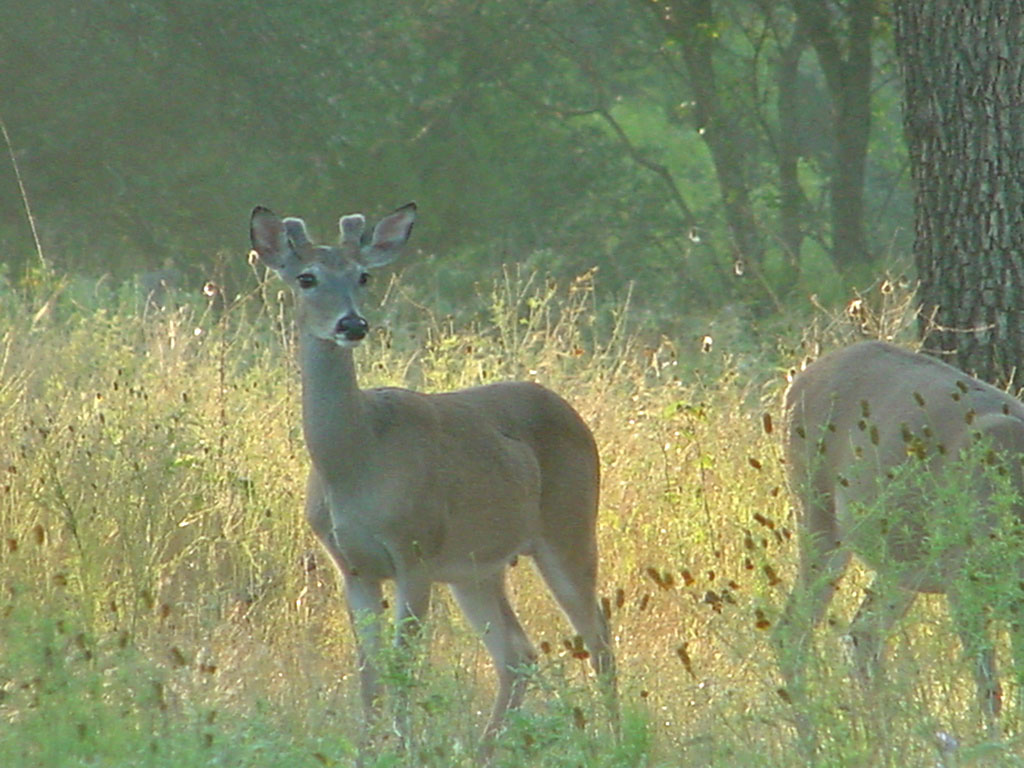 Top 3 Factors for Whitetail Buck Antler Growth