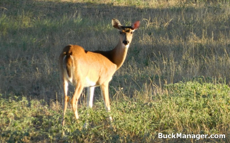 5 Survey Methods for Deer Management