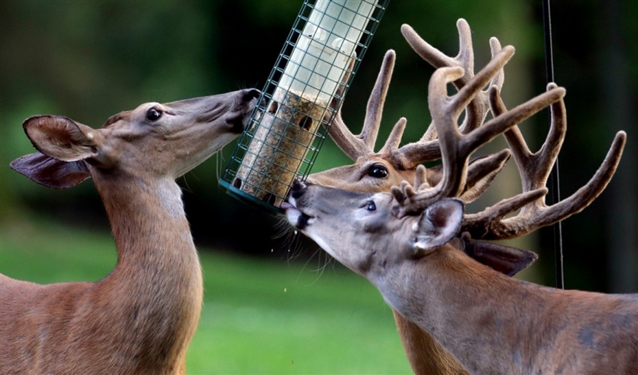 hunters-like-birdwatchers