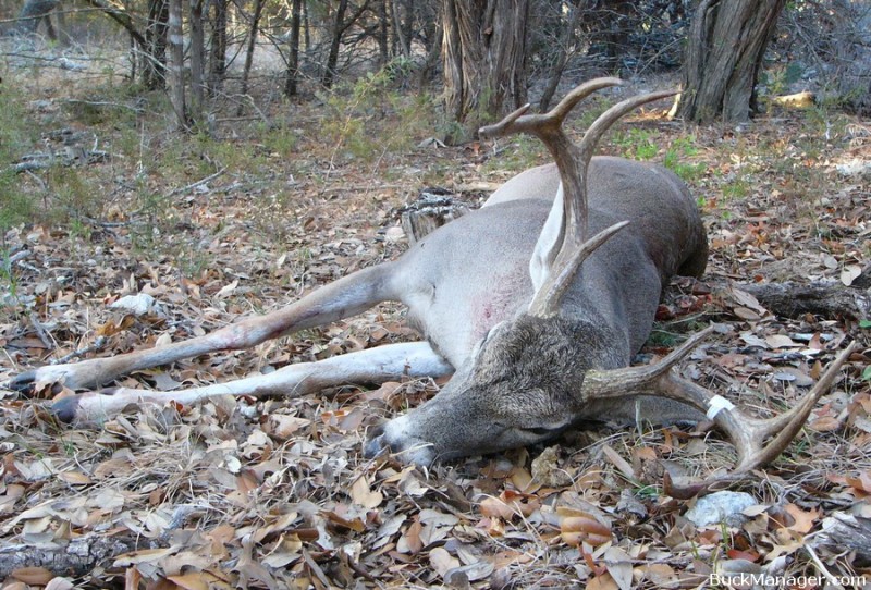 CWD Found in Deer in Del Rio, Texas, Another CWD Zone Forms