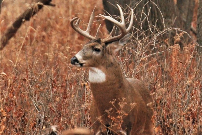 Do Bucks Blow: Will They Blow or Snort at You?