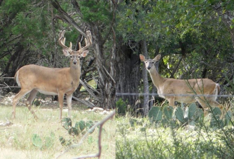 Deer Hunting with an Air Rifle, Air Gun