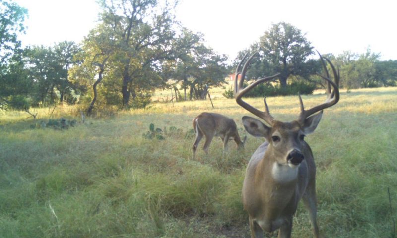 Deer Hunting and Management