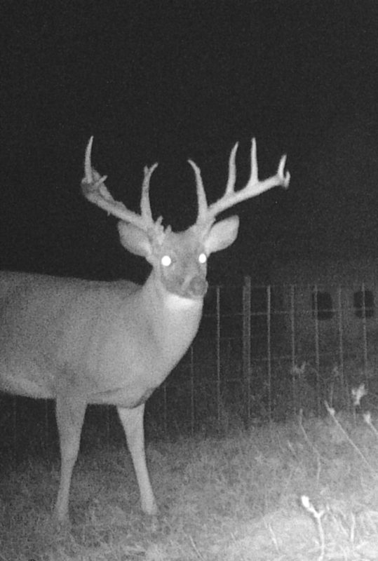 Big Bucks Poached in Grayson County | Texas Deer Hunting