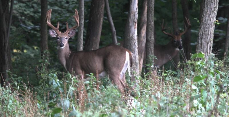 Early Season Deer Hunting - 20 Tips To Im Success!