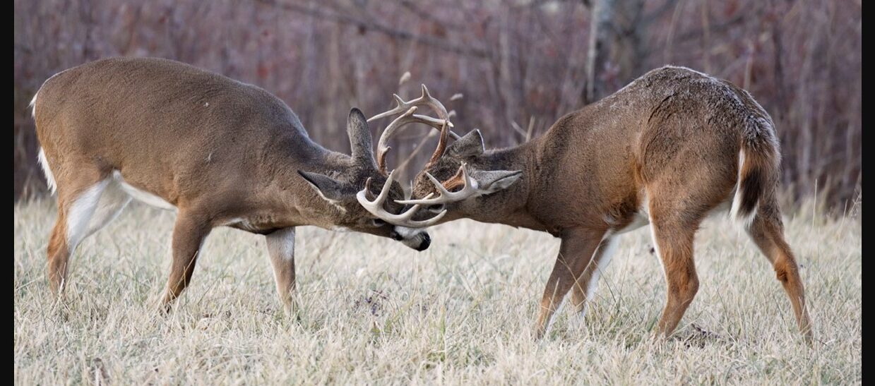 Bucks Locked Up Antlers and Fight for Breeding Rights