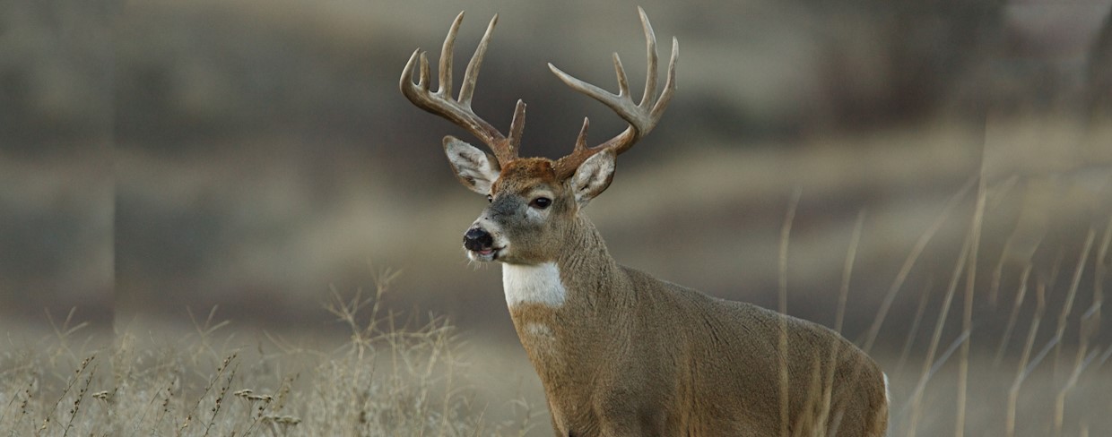 Deer Hunting the Second Rut