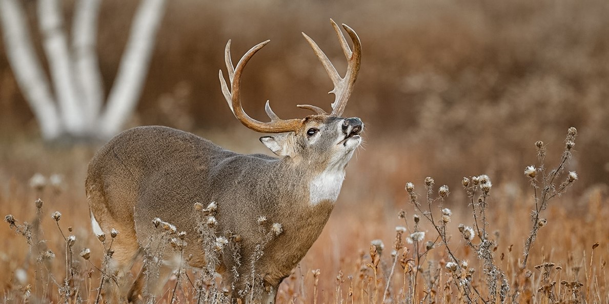 A mature buck on the move during the second rut.