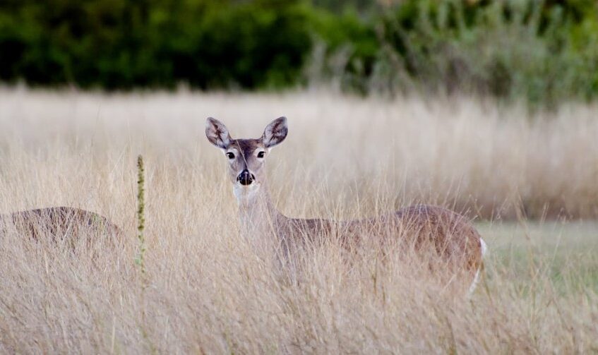 Report Doe Harvest in Texas