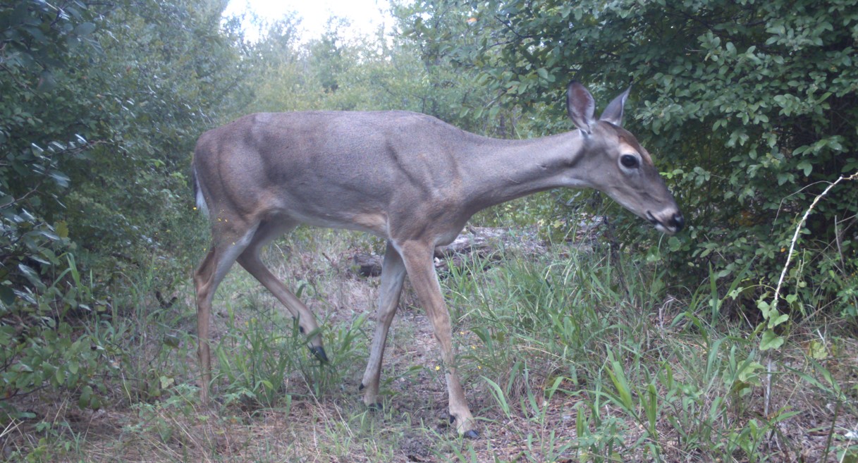 Some Hunters Must Report Doe Harvest in Texas