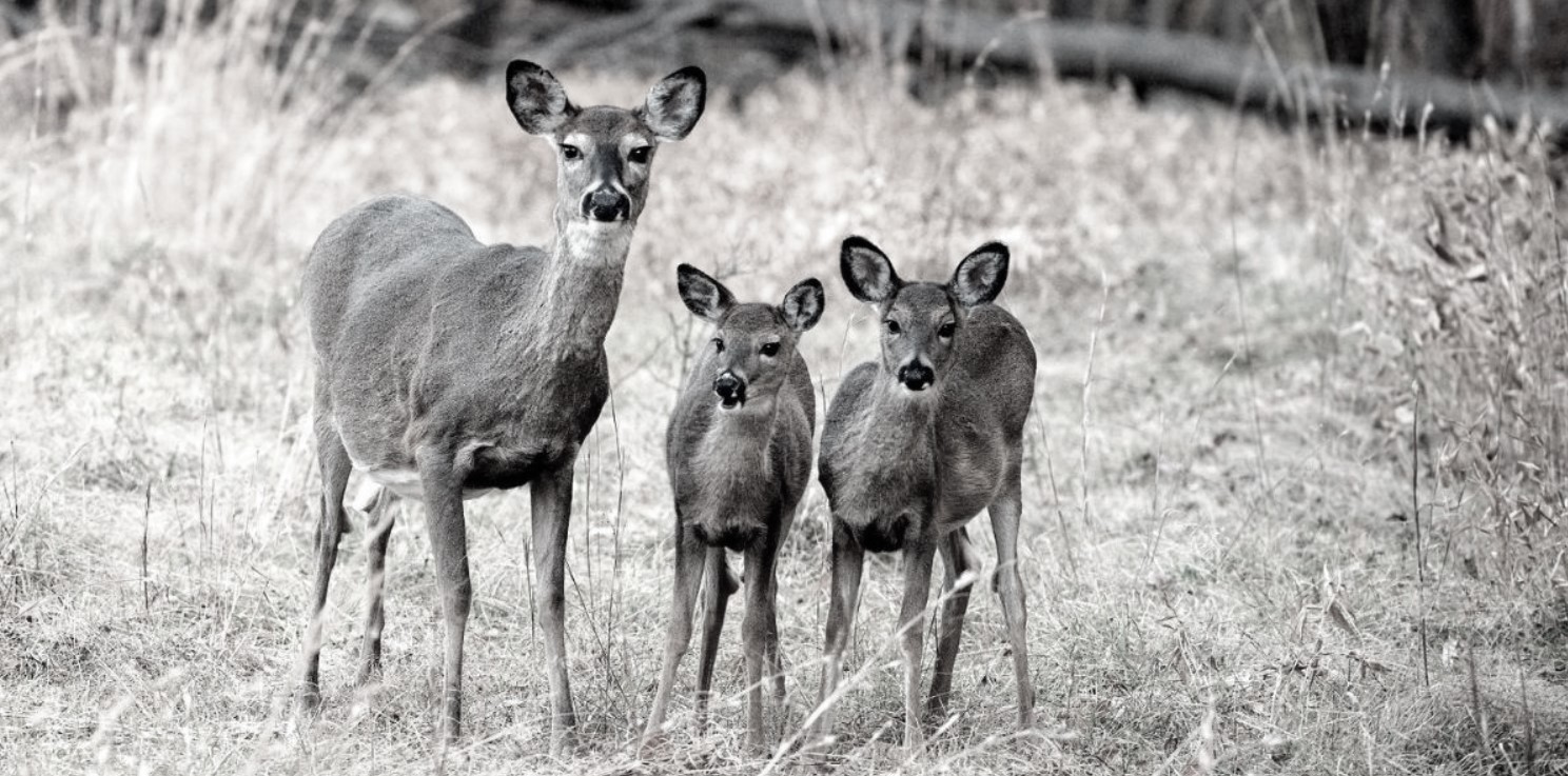 Can Fawns Breed? Maturity in White-tailed Deer.