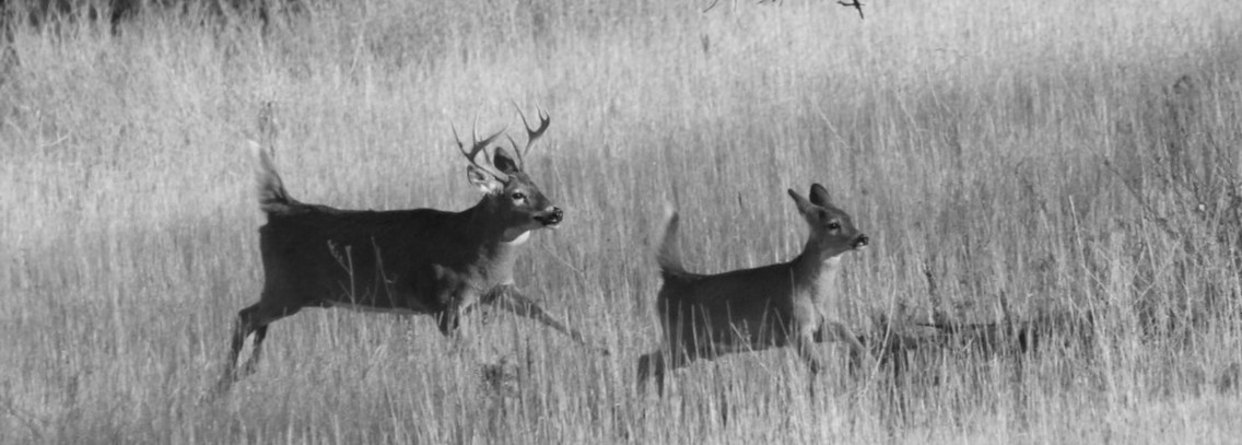 Can Whitetail Fawns Breed?