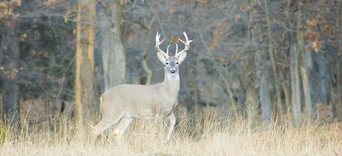 Texas Deer Hunting January