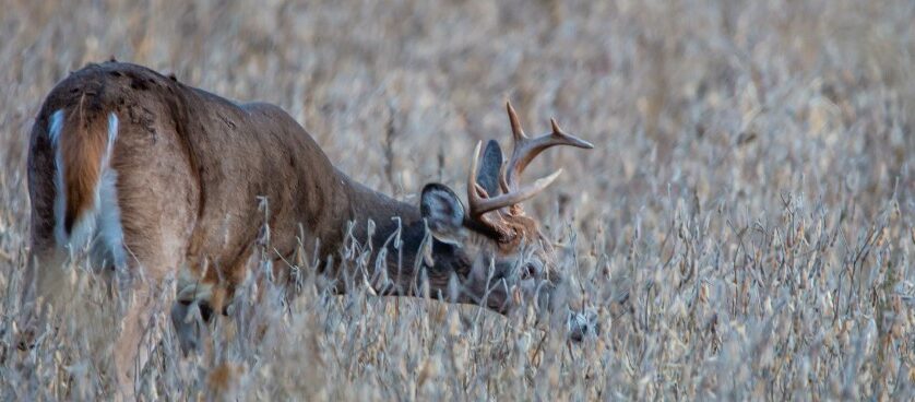 Texas Deer Hunting the Late Season