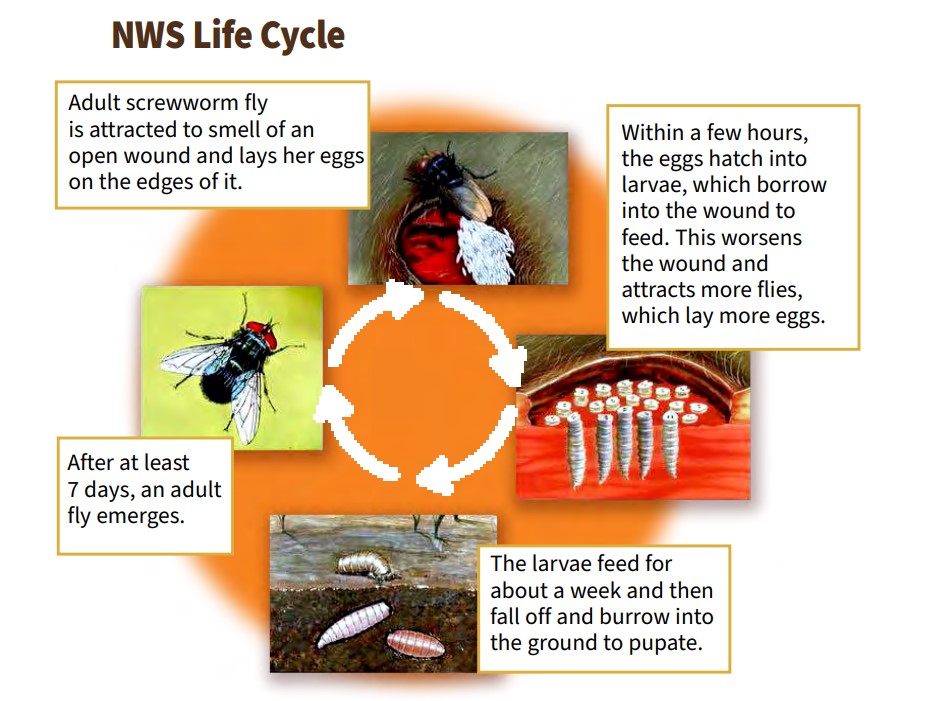 New World Screwworms in Deer