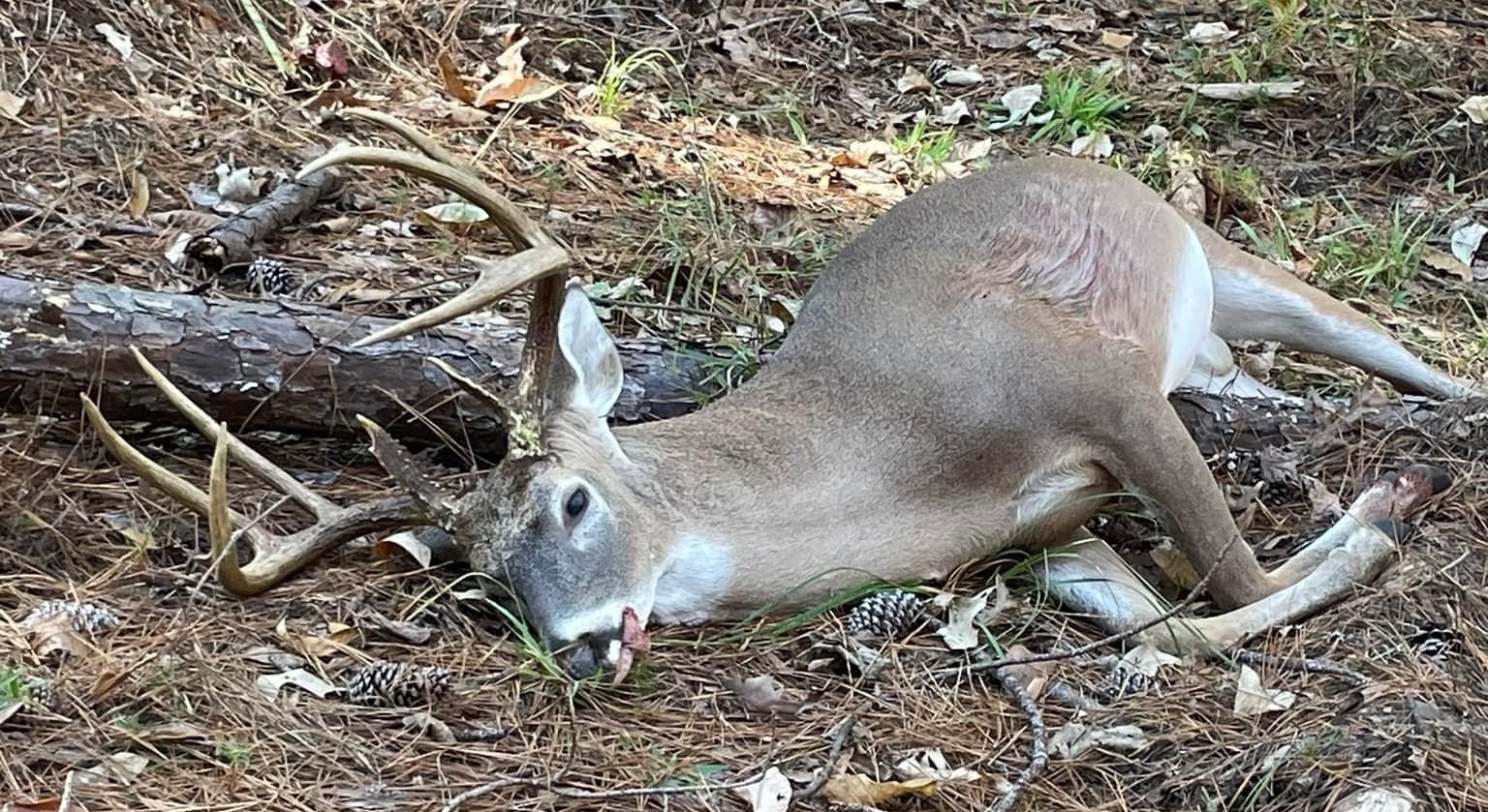 Screwworms in deer could become a reality in Texas.